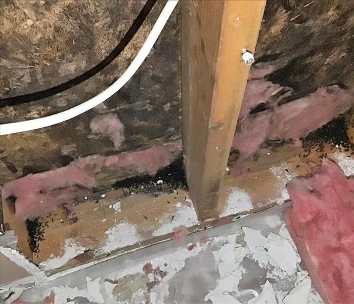 Infestation of ants behind drywall