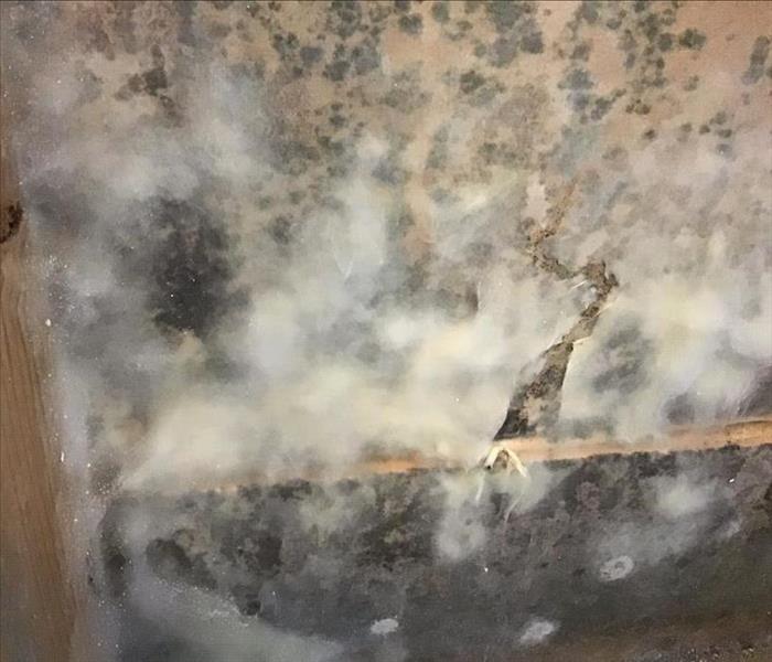 Close up of white fuzzy mold on wall