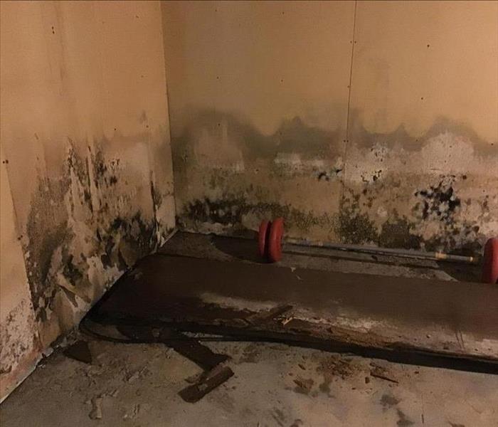 Moldy drywall in basement of Montague home