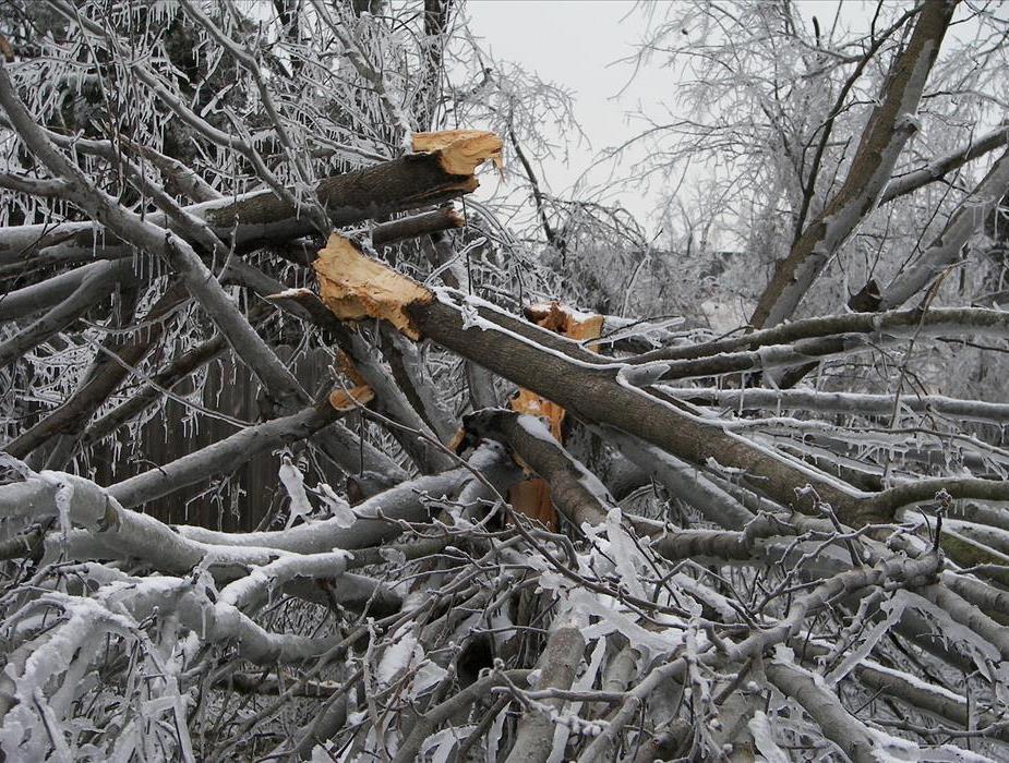 Tree branches broken from ice storm